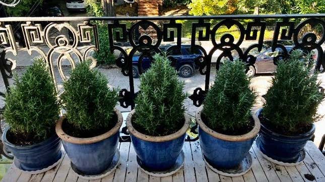 Potted rosemary plants on my balcony. 